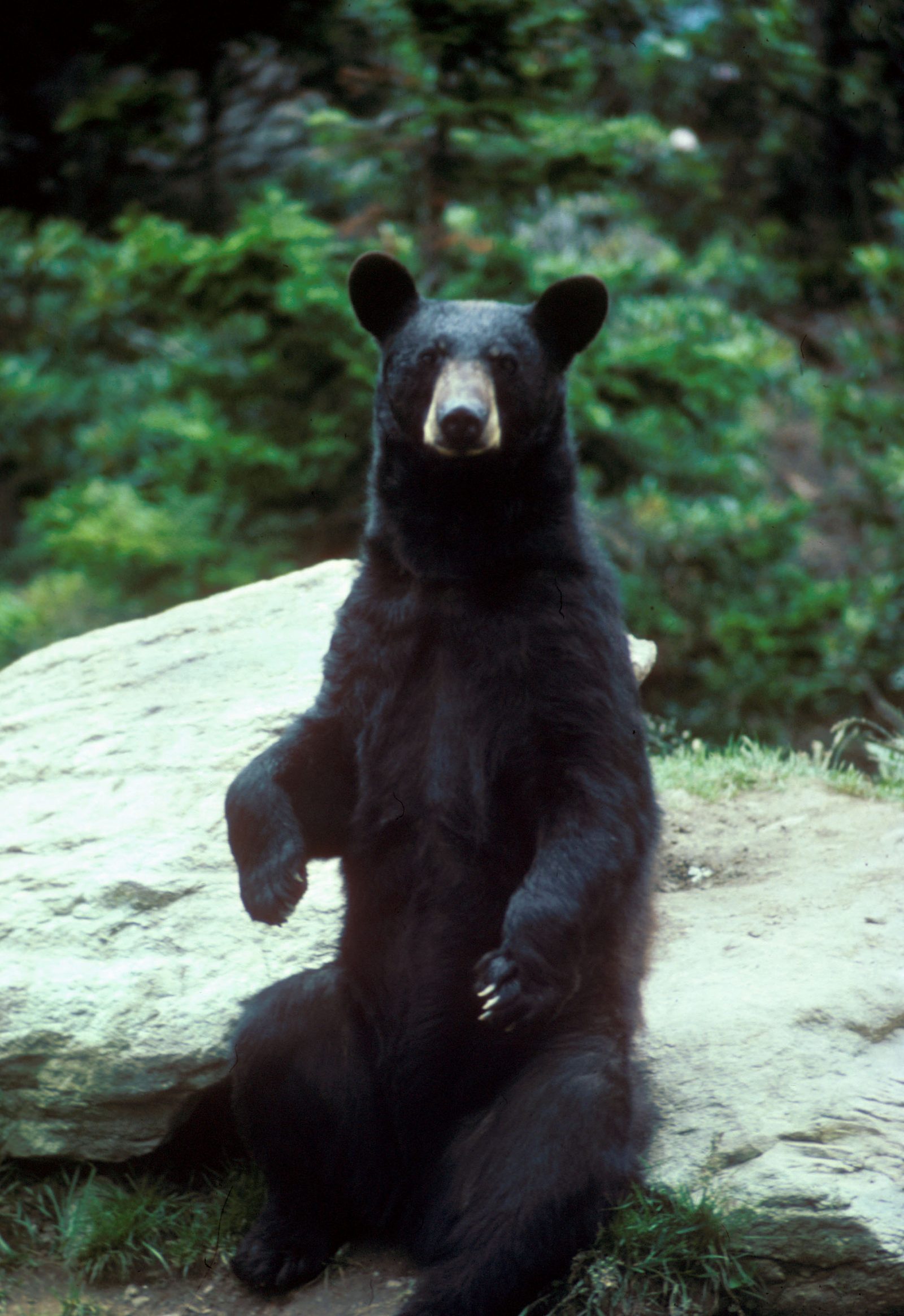 Bear opens fridge, swipes booze after breaking into patio of Naples home