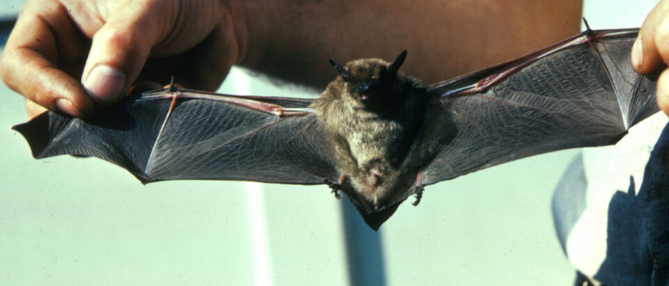 Little Brown Bat FWS