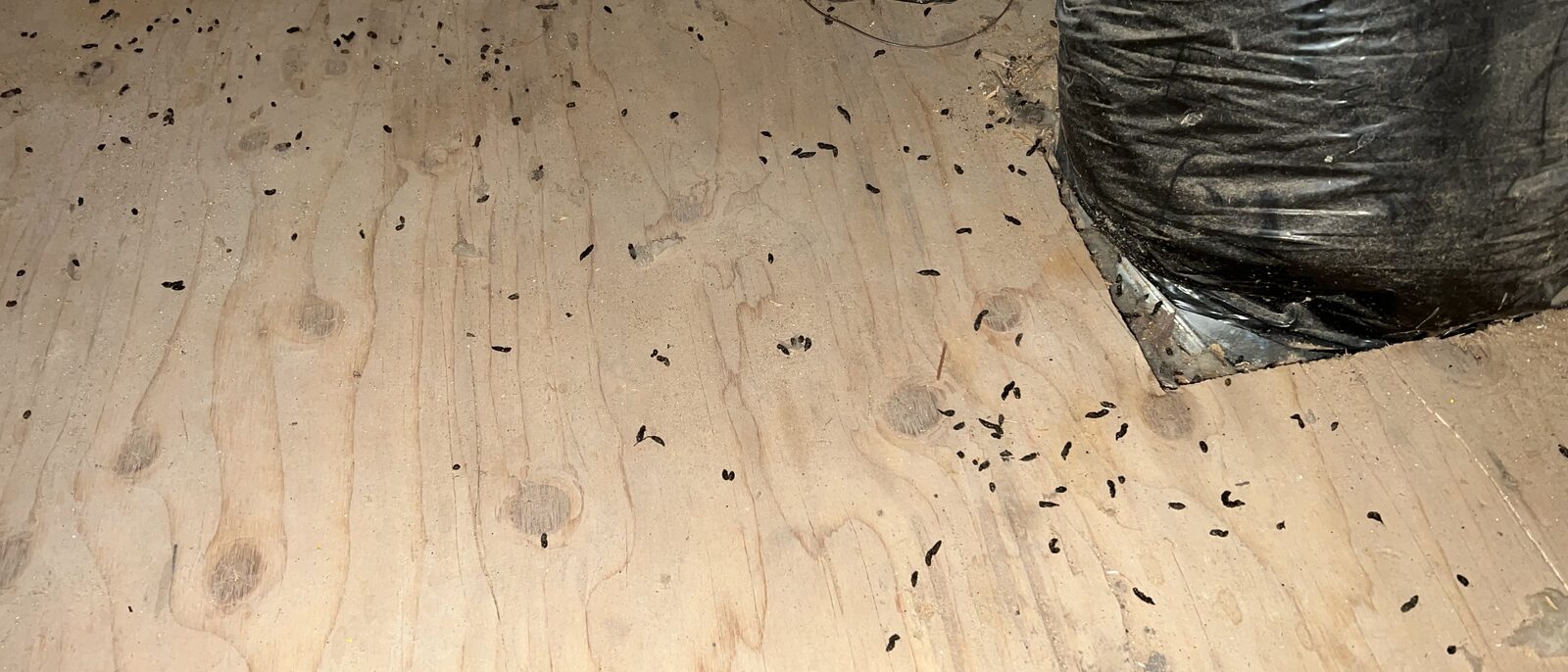 Visual proof of bats in an attic from guano accumulation