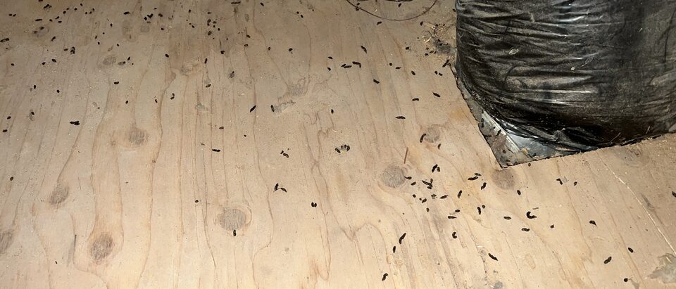 Bat-Proofing Your Home: Exclusion & Prevention Guide