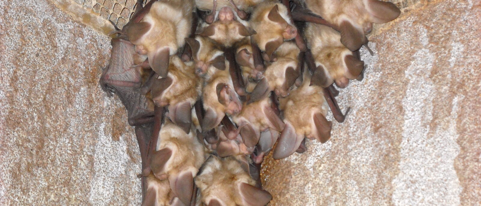 Pallid bats roosting on a wall corner against exclusion netting