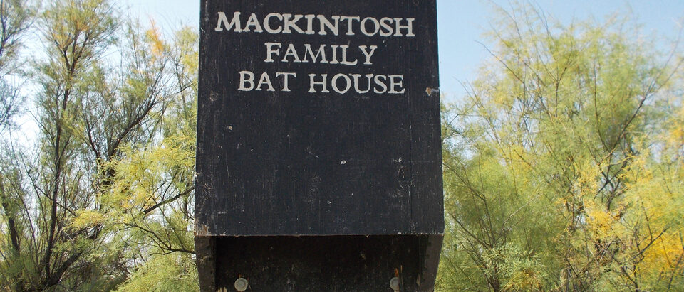 The 5 Best Bat Houses for Your Property