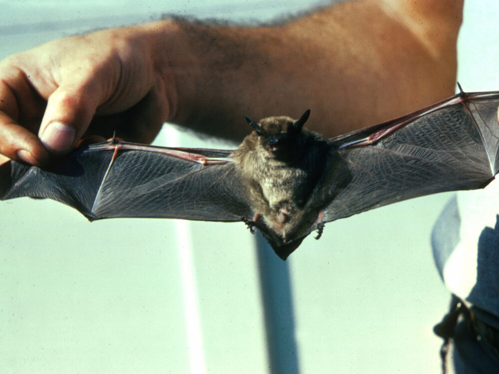 Little brown bat held for identification