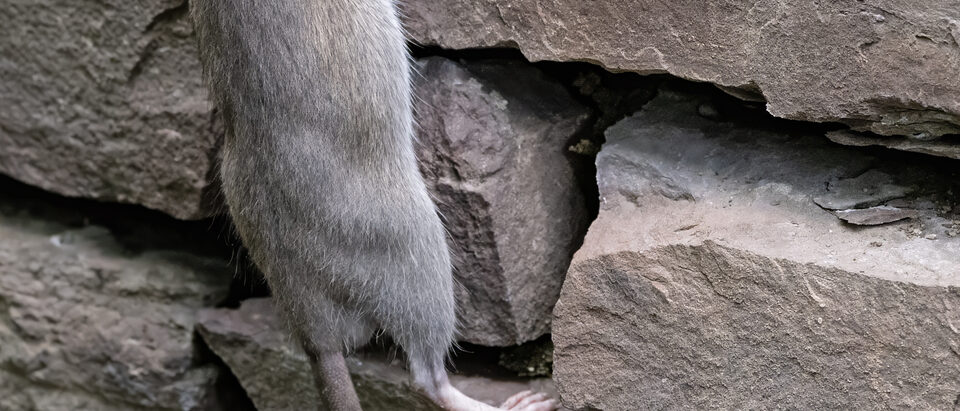Best Electronic Rat and Mouse Repellents: Do They Work?
