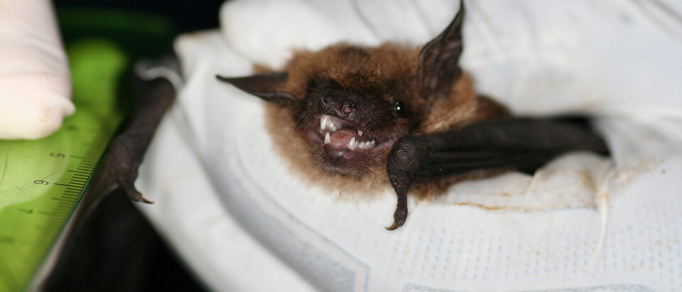 Are Bats Protected? Legal Guide by State