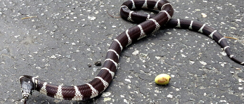 Eastern King Snake