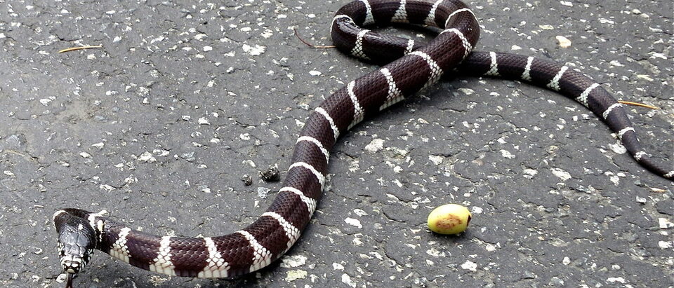 Are King Snakes Dangerous to Dogs?