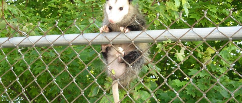 Are Possums Aggressive? Understanding Possum Behavior