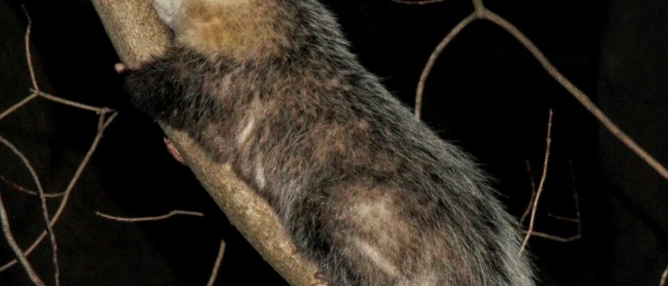 Are Possums Nocturnal? Learn the Facts