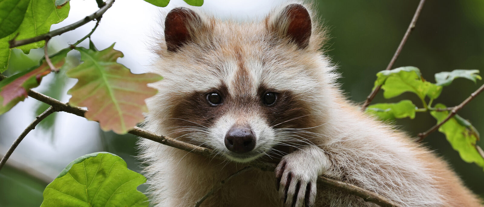 Raccoon (Procyon lotor), domaine du Pescheray, France