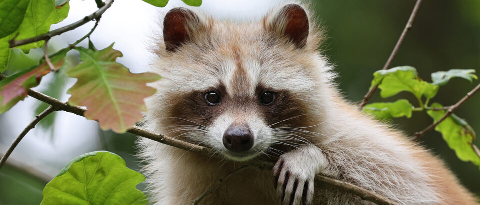 Raccoon (Procyon lotor), domaine du Pescheray, France