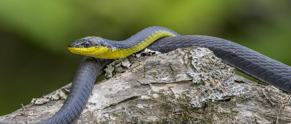 Are Snakes Active in Winter?