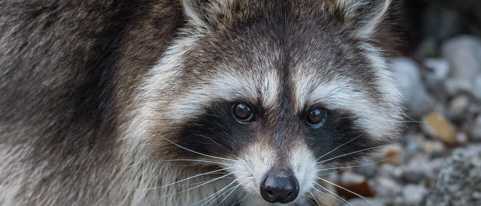 Raccoon (Procyon lotor) in Cumberland Wildpark Grünau, Upper Austria