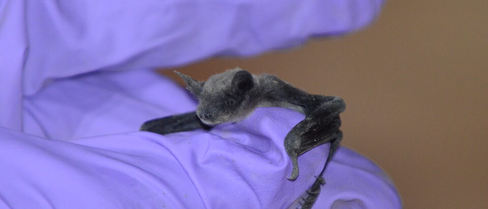 Are There Bat Traps? Why Bats Are Excluded, Not Trapped