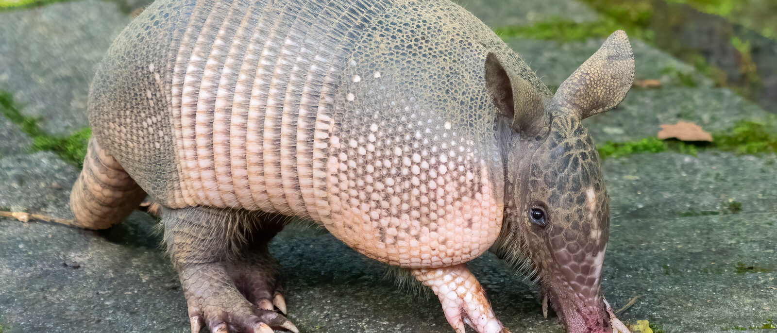 Nine-banded armadillo, La Fortuna, Costa Rica