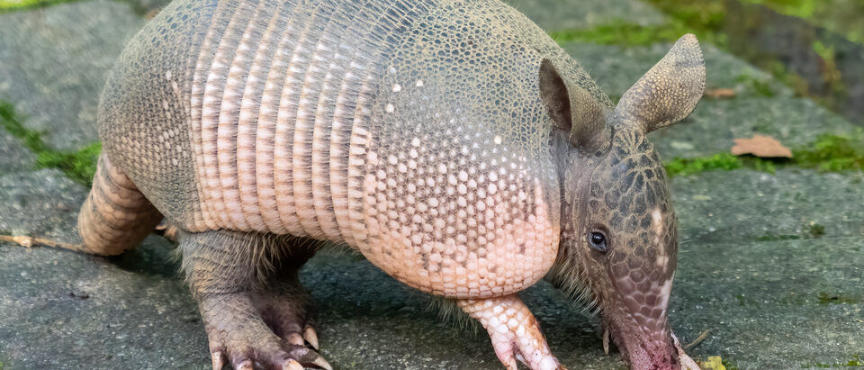 Armadillo Removal Cost: What to Expect