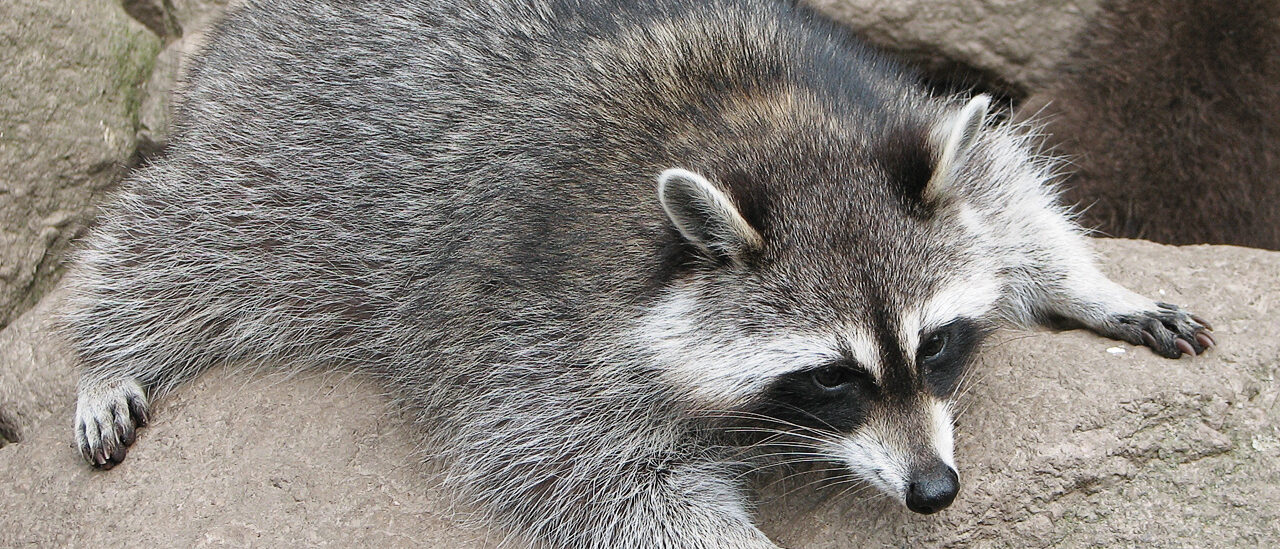 Beschreibung: Nordamerikanische Waschbär (Procyon lotor) / raccoon
Fotograf: Dar