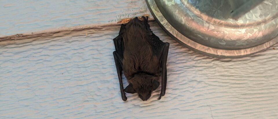 Bat Attic Cleanup and Restoration After Exclusion