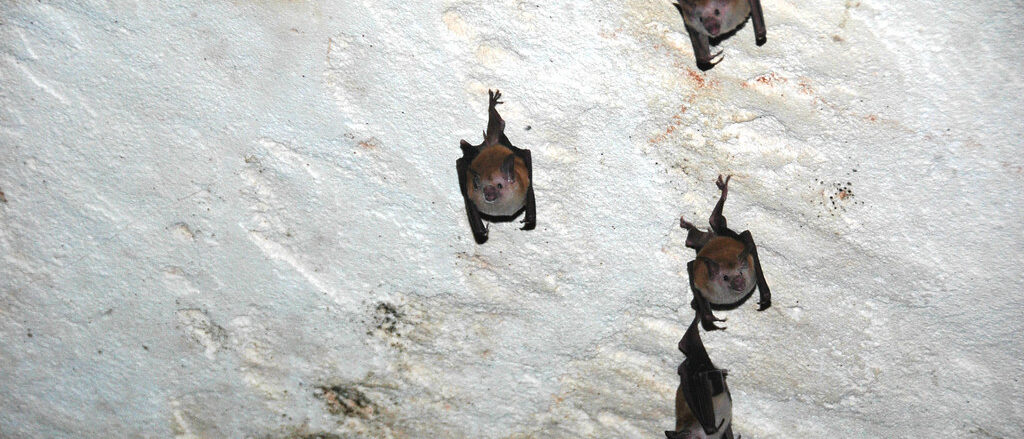 Bat colony (Hatchet Bay Cave)