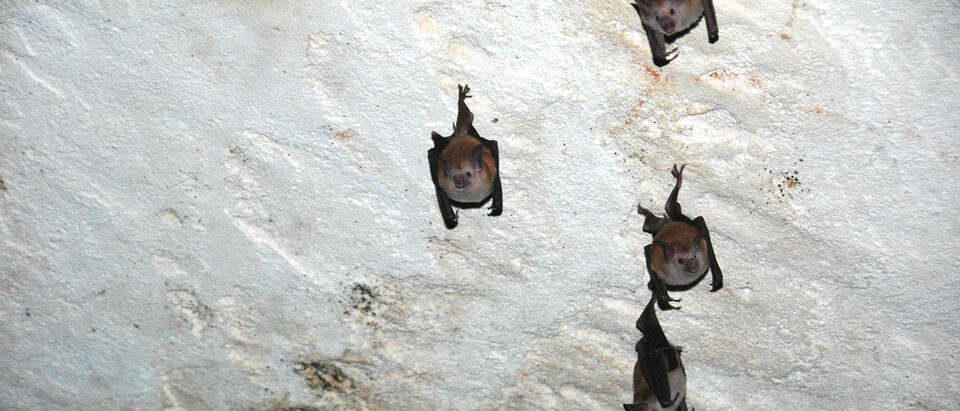 Bat Conservation: Why We Need Bats and How to Help