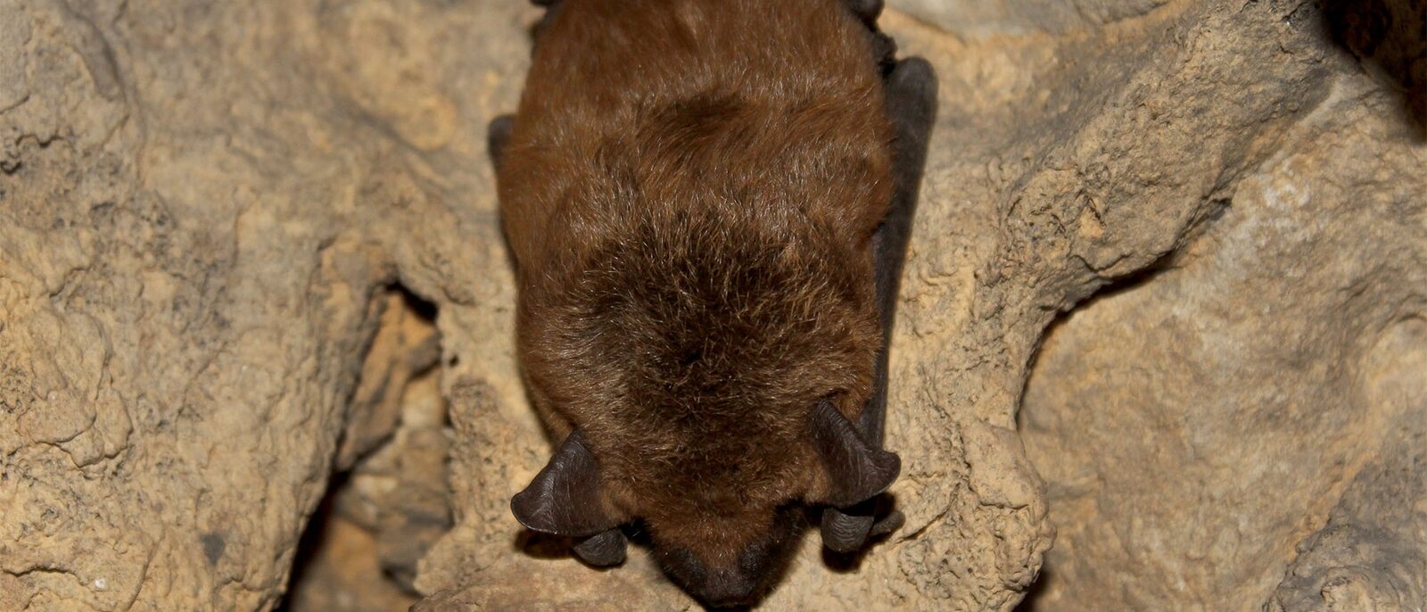 Big brown bat roosting in a crevice