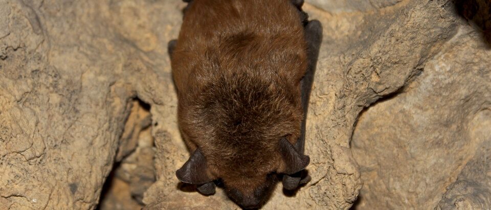 Bat Exclusion vs Professional Removal: Cost Comparison Guide