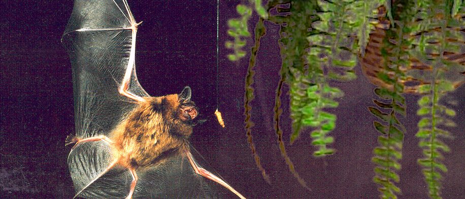 Echolocating bats adjust their vocalizations to catch insects against a changing