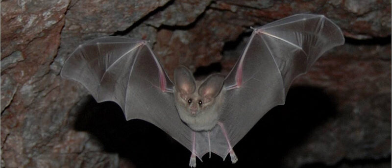 Bat Flying in a Mine Shaft
Keywords: lake