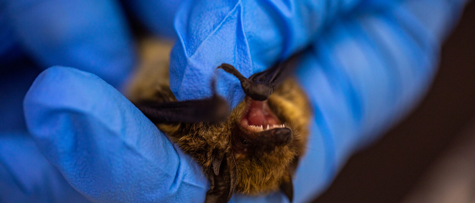 In Glacier National Park, biologists have confirmed the presence of 10 bat species.