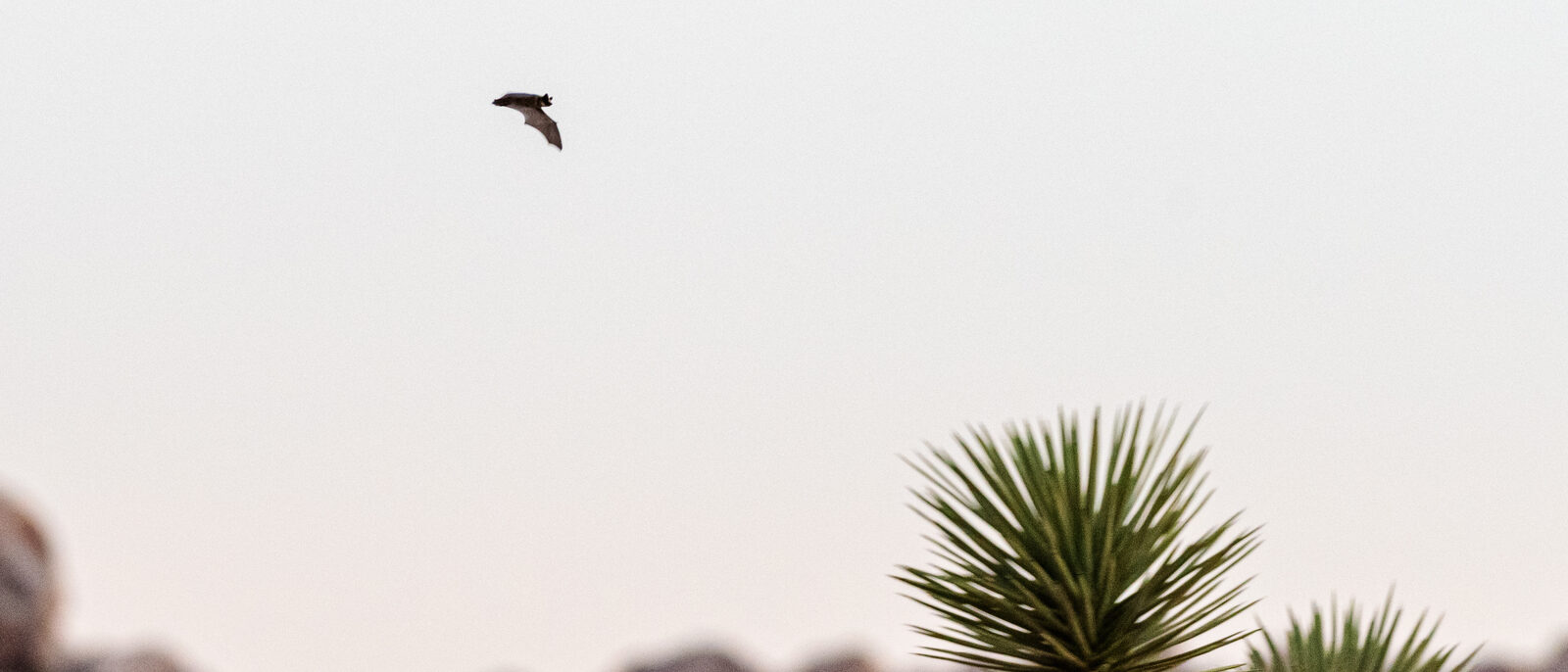 NPS / Alessandra Puig-Santana
alt text: A bat flying across the sky above boulde