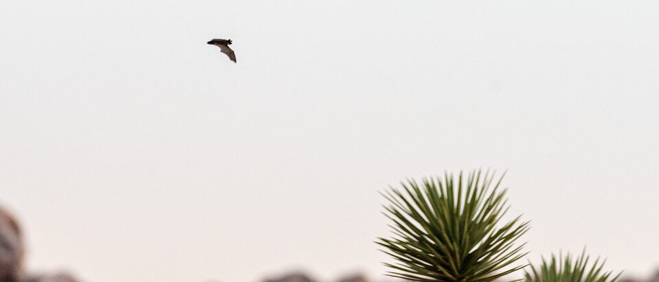 Bat Maternity Season: What Homeowners Need to Know