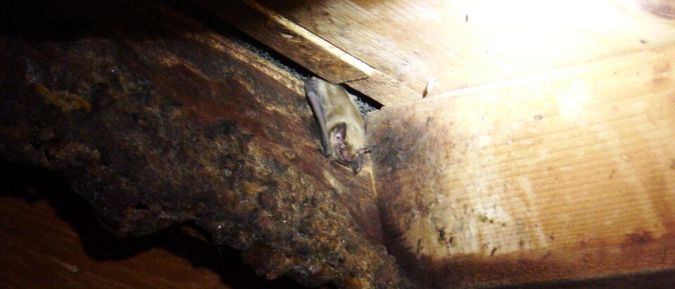 How Much Does Bat Removal Cost? (2026 Pricing Guide)