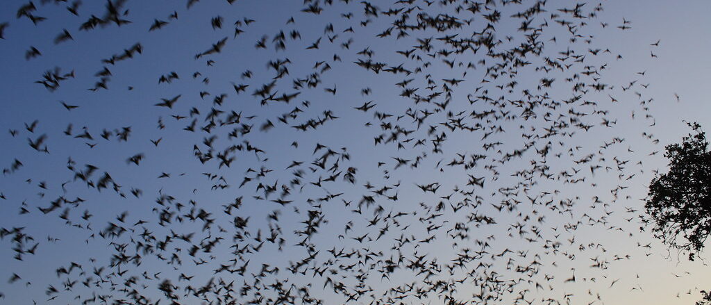 Mexican free-tailed bats exiting Bracken Bat Cave