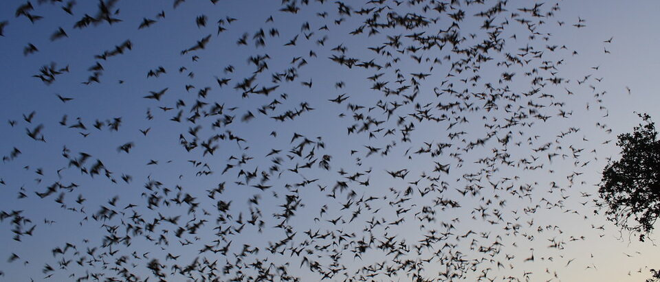 Bat Removal Laws and Permits: Complete State-by-State Guide