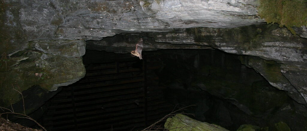 Bat flying at entrance of cave