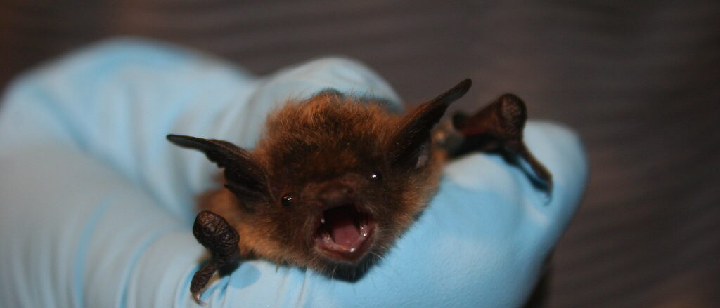 Little brown bat