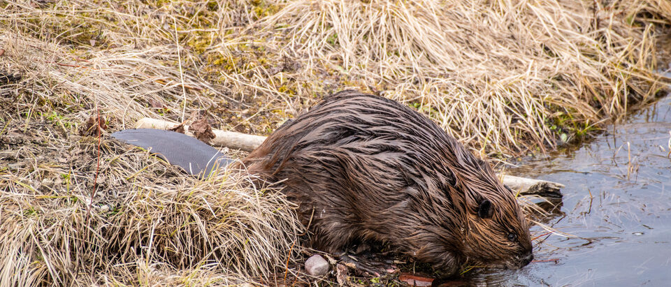 Beaver Removal Cost: What to Expect