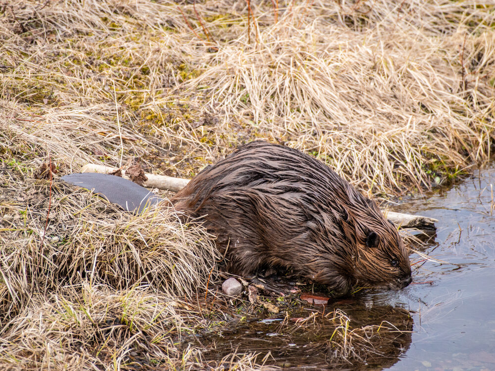 North American beaver