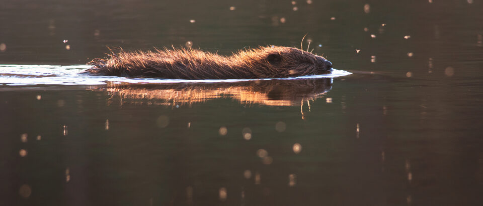 Beaver Removal Services: What They Do and What It Costs