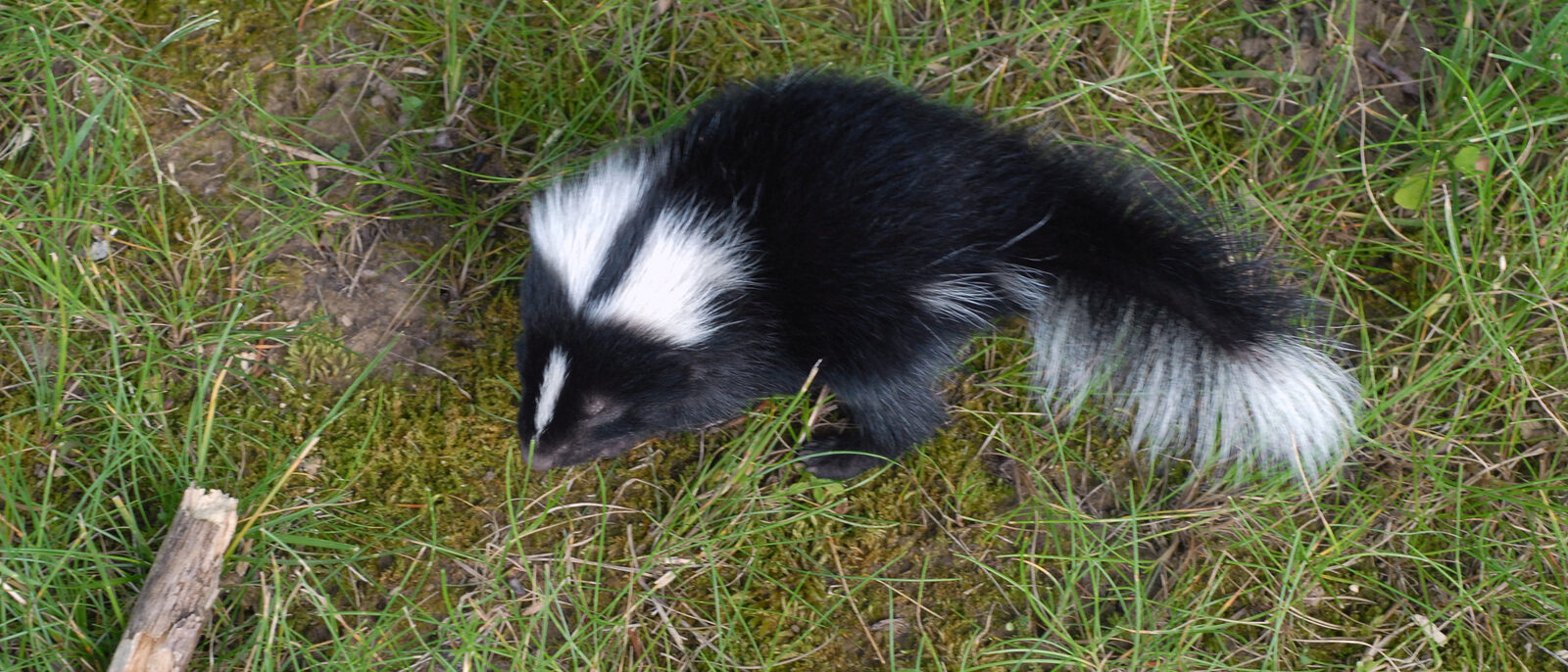 Baby skunk.