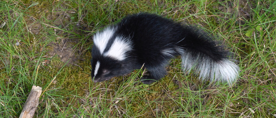 The 6 Best Animal Repellents That Actually Work