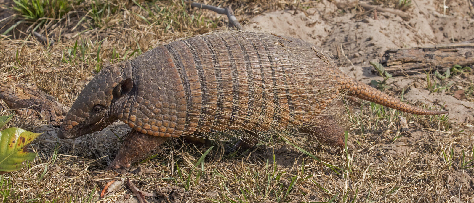 Six-banded armadillo (Euphractus sexcinctus), the Pantanal, Brazil