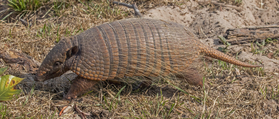The 6 Best Armadillo Baits and Lures That Actually Work