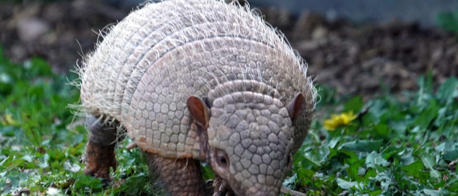 Nine-banded Armadillo (Dasypus novemcinctus), Yorkshire Wildlife Park