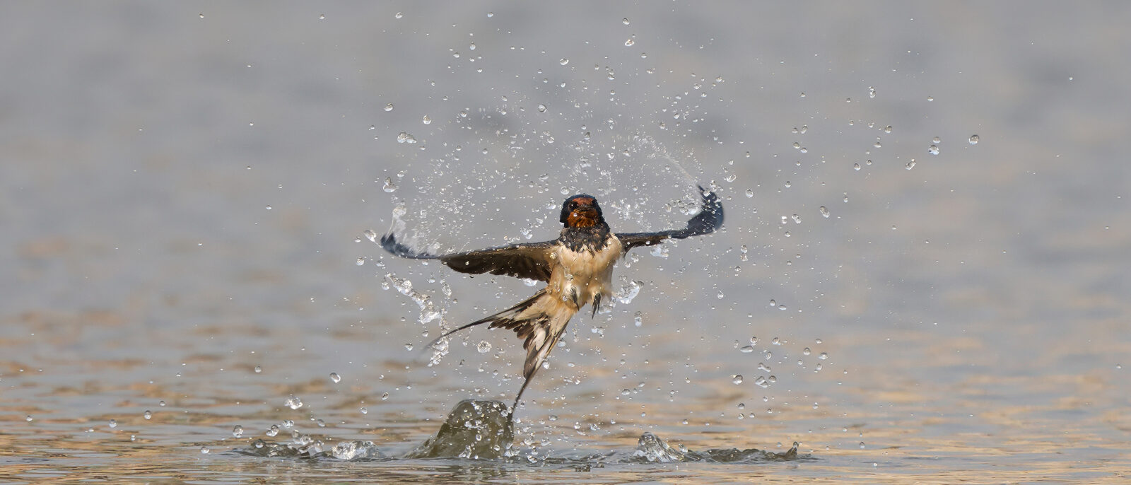 Barn swallow in a dancing pose after taking a quick dip in the Nagdaha lake, Lalitpur District, Bagmati Province, Nepal.