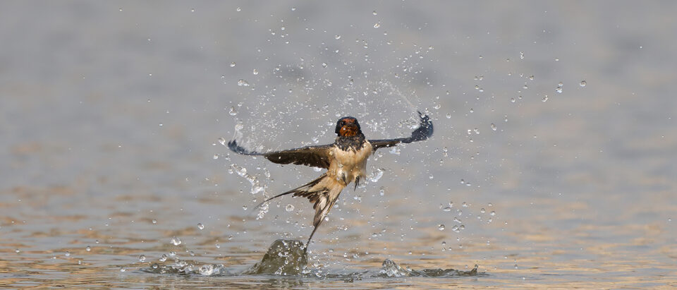 The 6 Best Barn Swallow Repellents That Actually Work