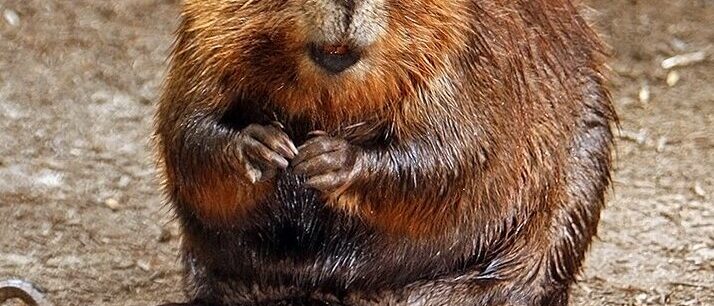 The 6 Best Beaver Repellents That Actually Work