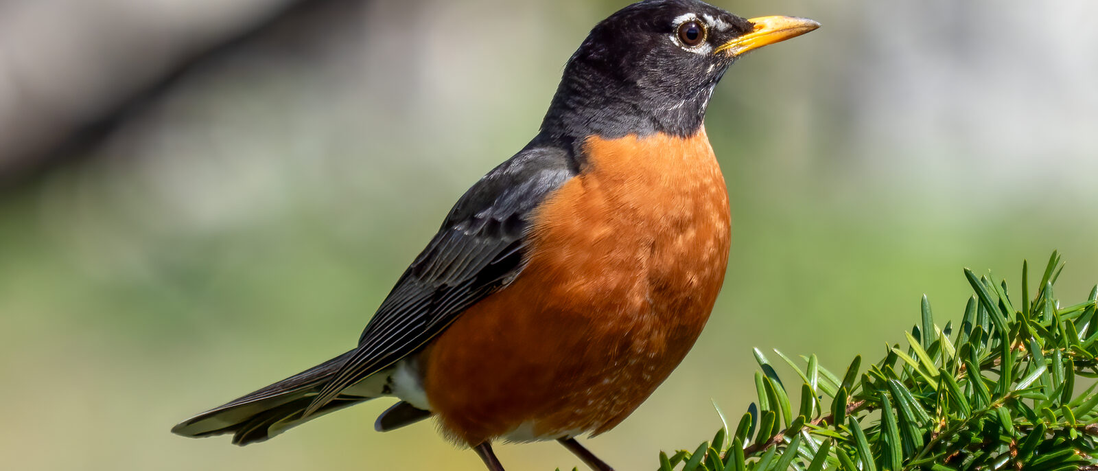 American robin in Green-Wood Cemetery, Brooklyn, NY