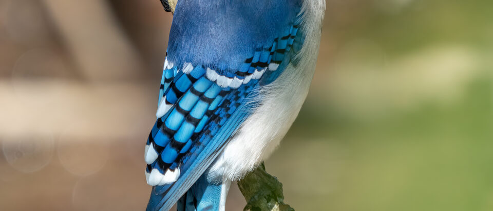 The 6 Best Bird Traps That Actually Work