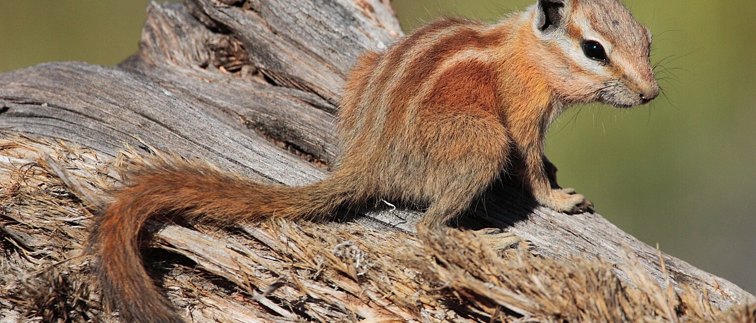 Hopi Chipmunk (Tamias rufus) - Dead Horse State Park, Utah